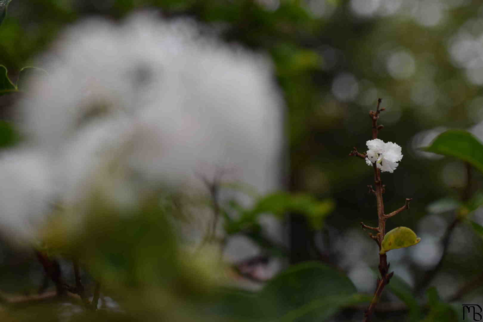 White flower on tree