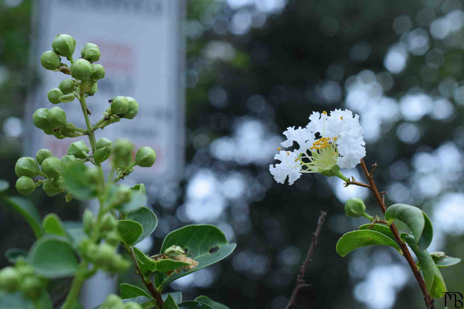 White flower