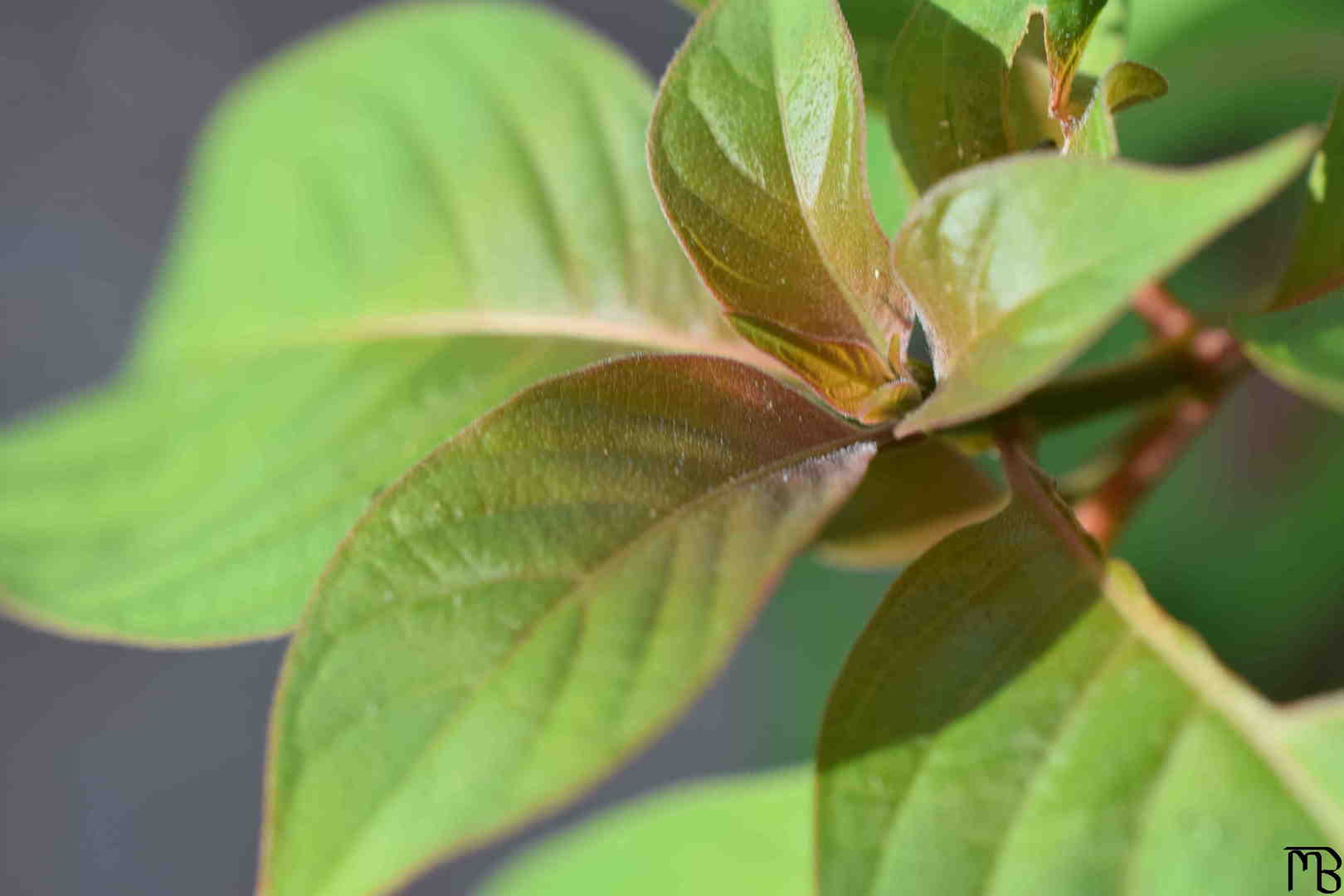 Bush leaves