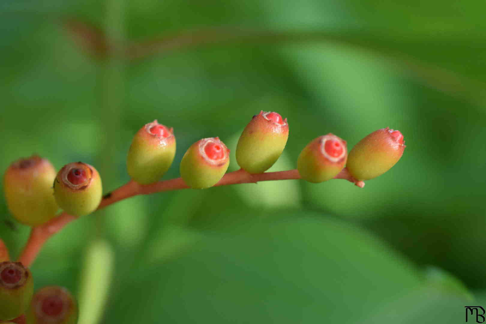 Bush pods