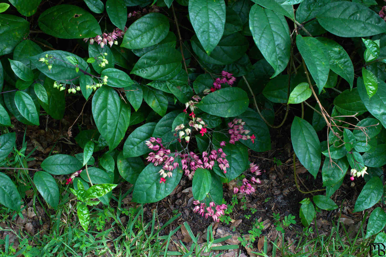 Many purple flowers in bush