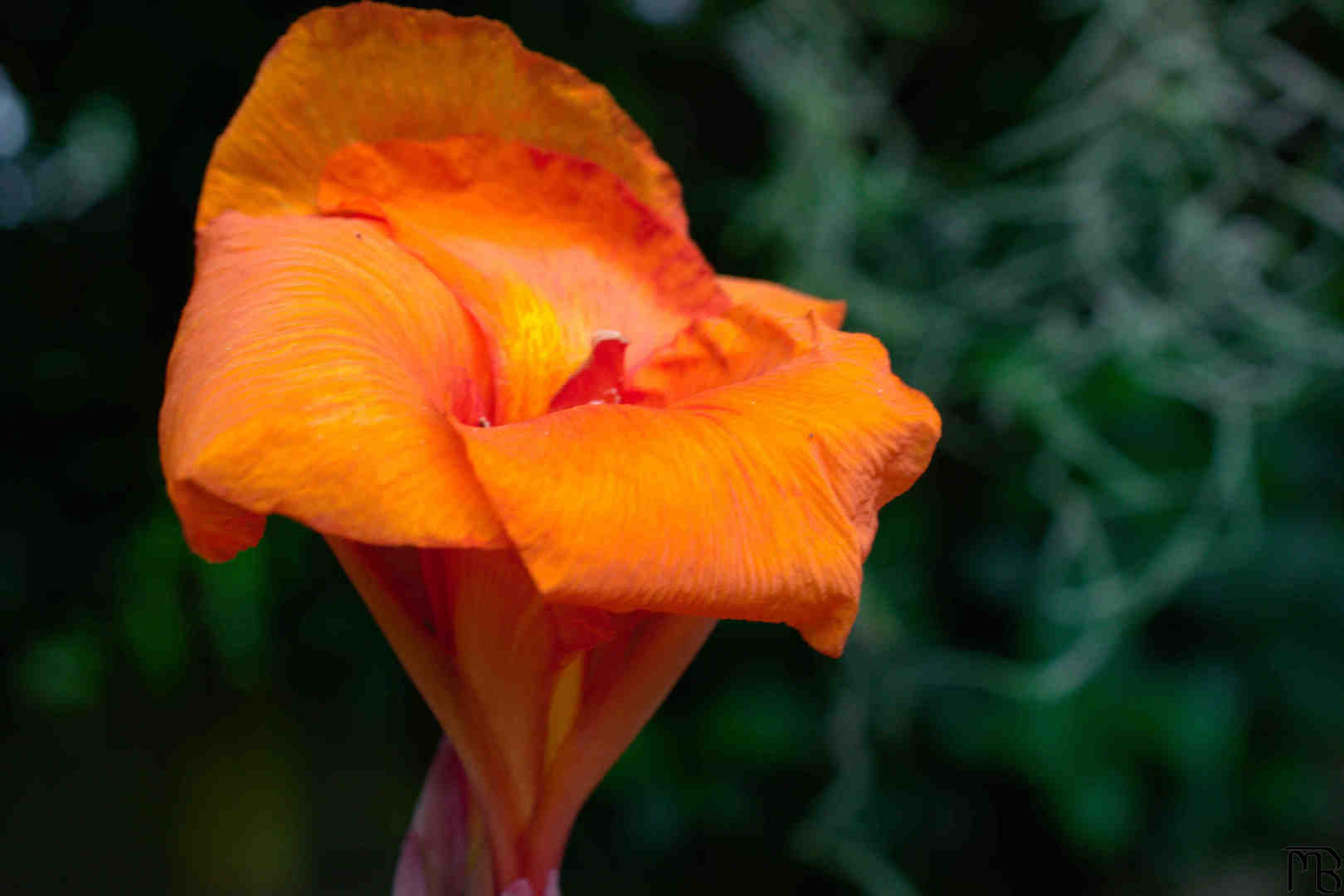 Orange flower