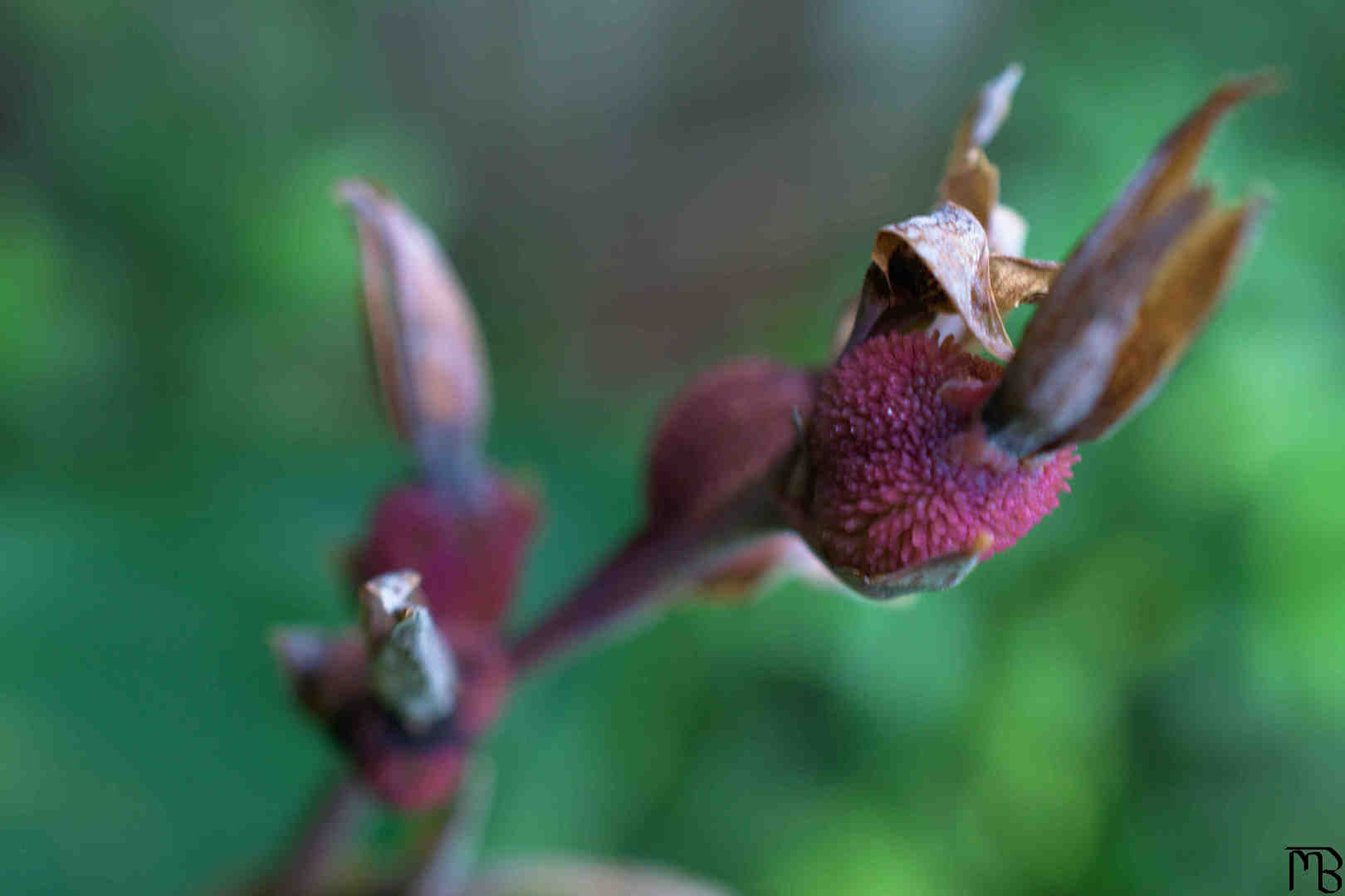 Purple plant