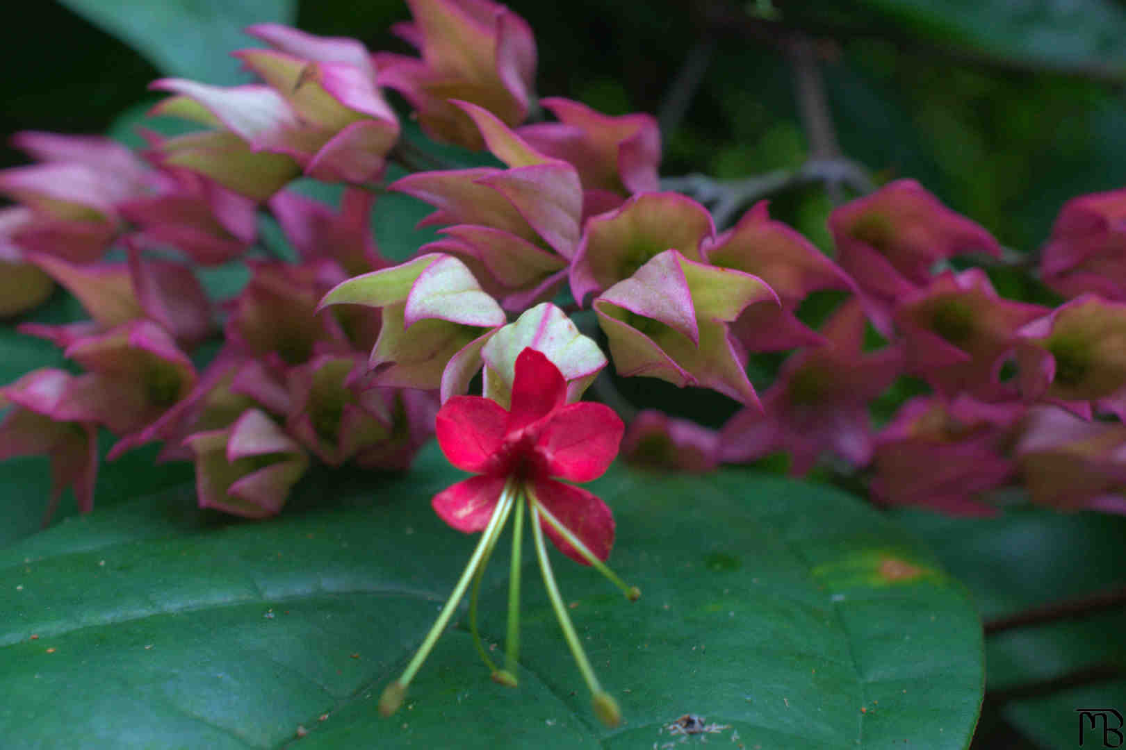 Red and purple flowers