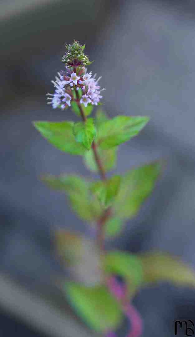 Small purple flower