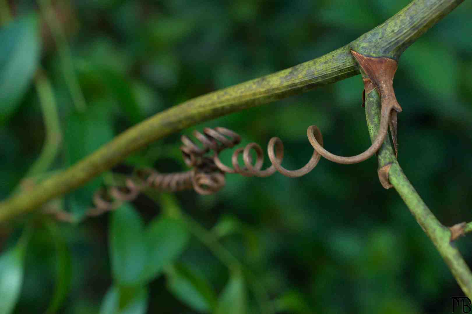 Curly vine on branch