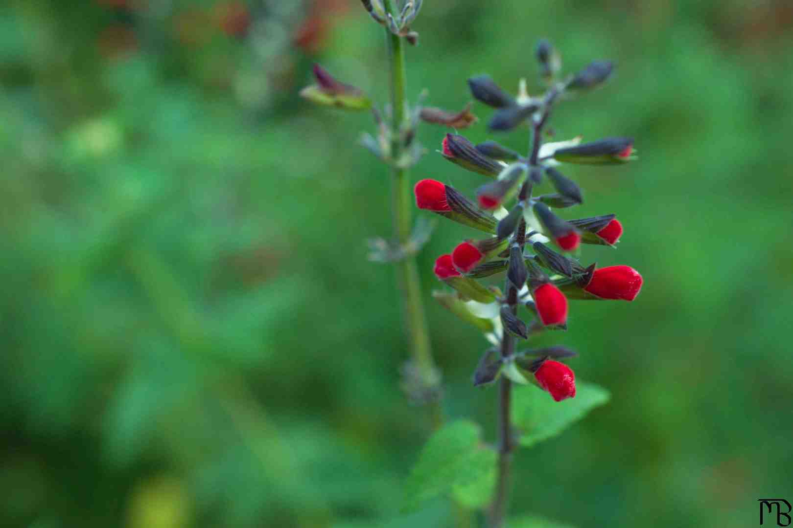 Red buds in bush