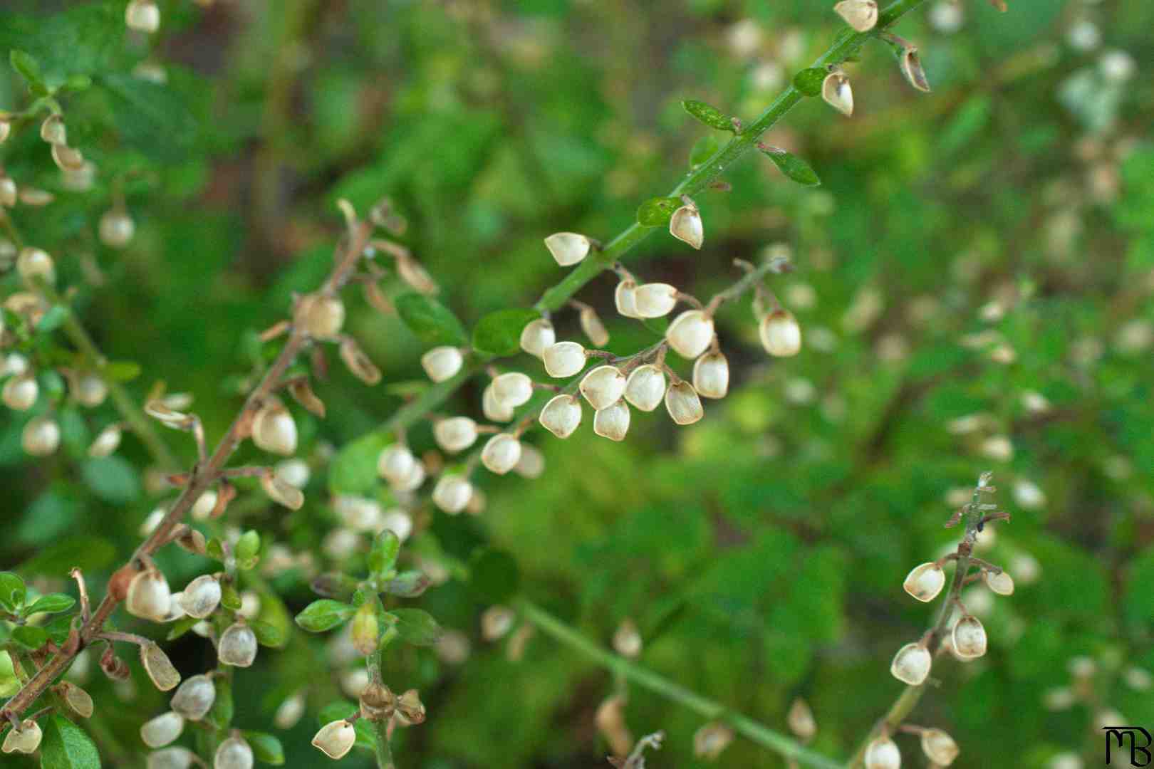 White petals