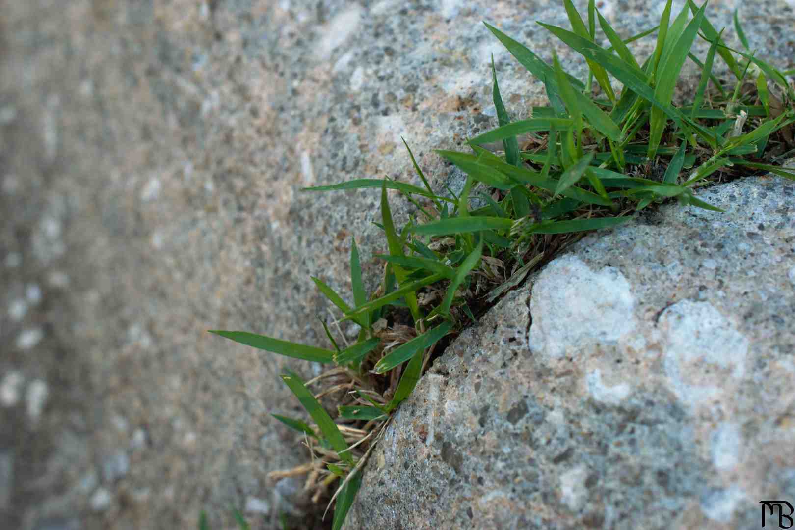 Grass from concrete