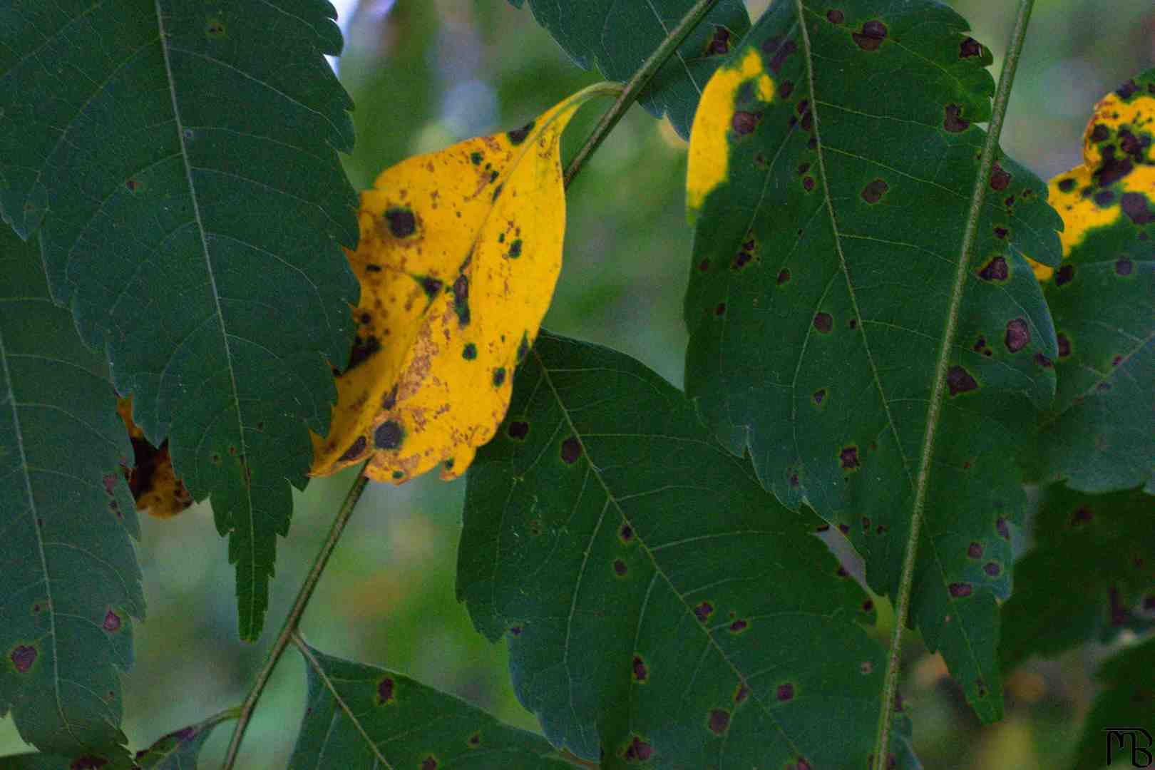 Yellow leaf surrounded by green leaves