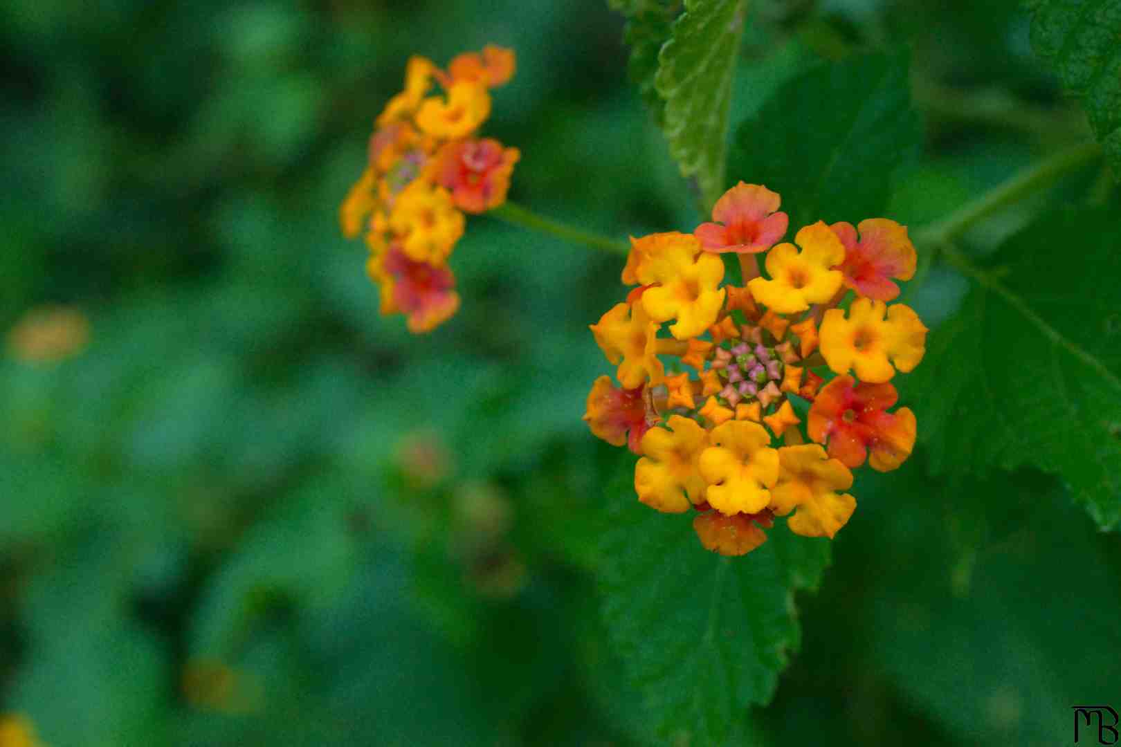 Yellow and orange flower