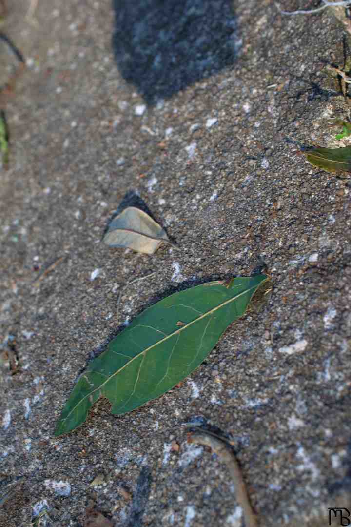 Leaf on concrete