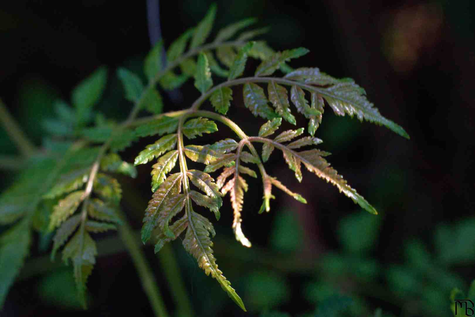 Sunlight touching leaves