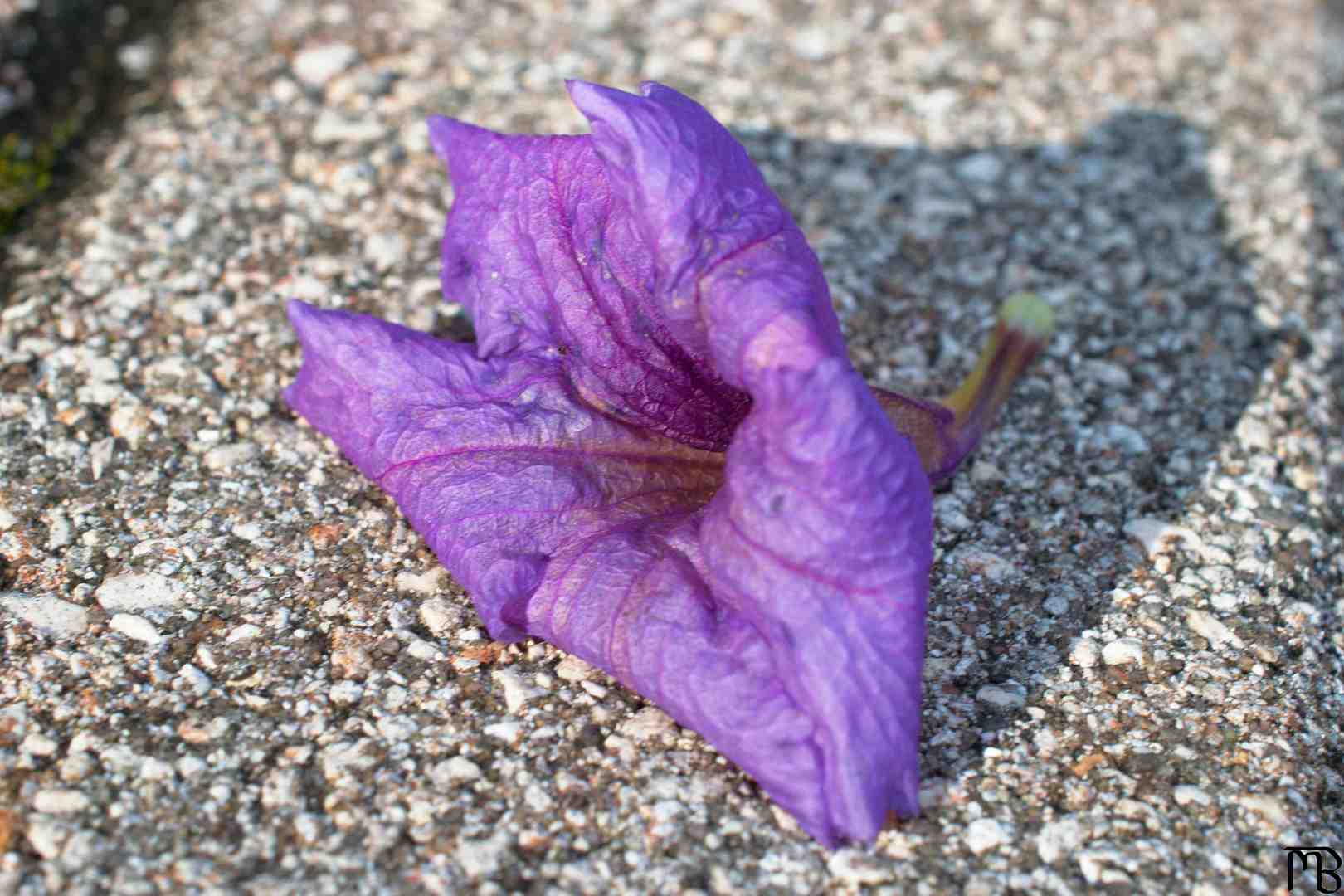 Purple flower on ground