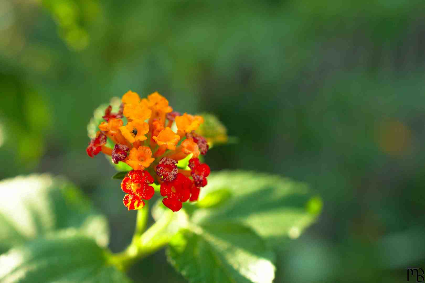 Fly on red and orange flower