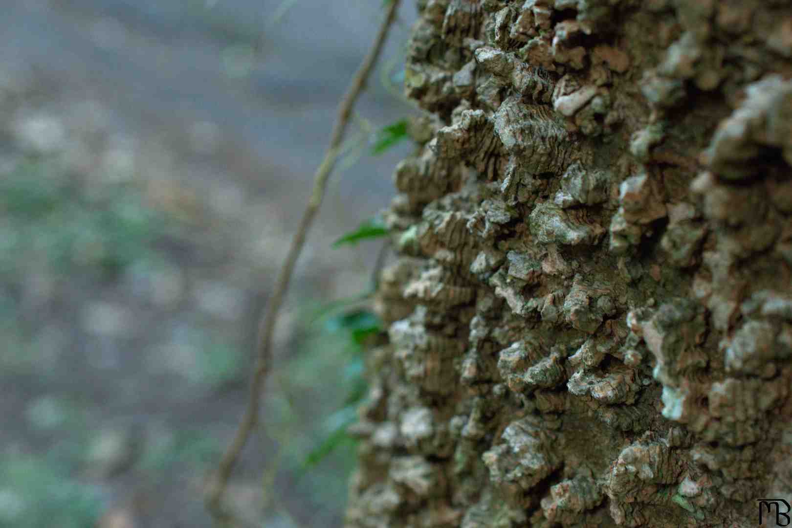 Bumpy tree bark