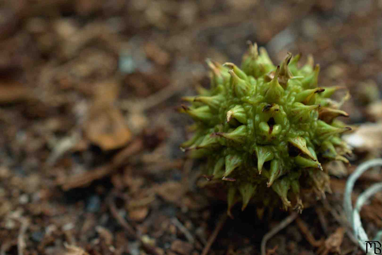 Pointy green seed pod