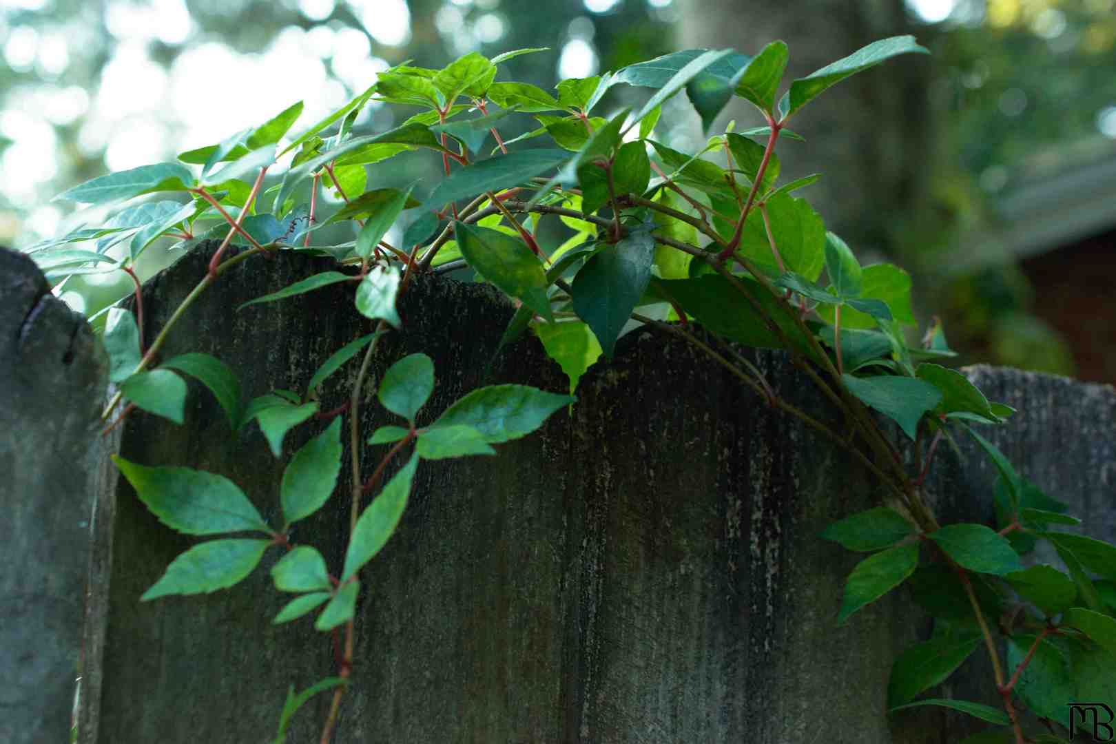 Vines on fence