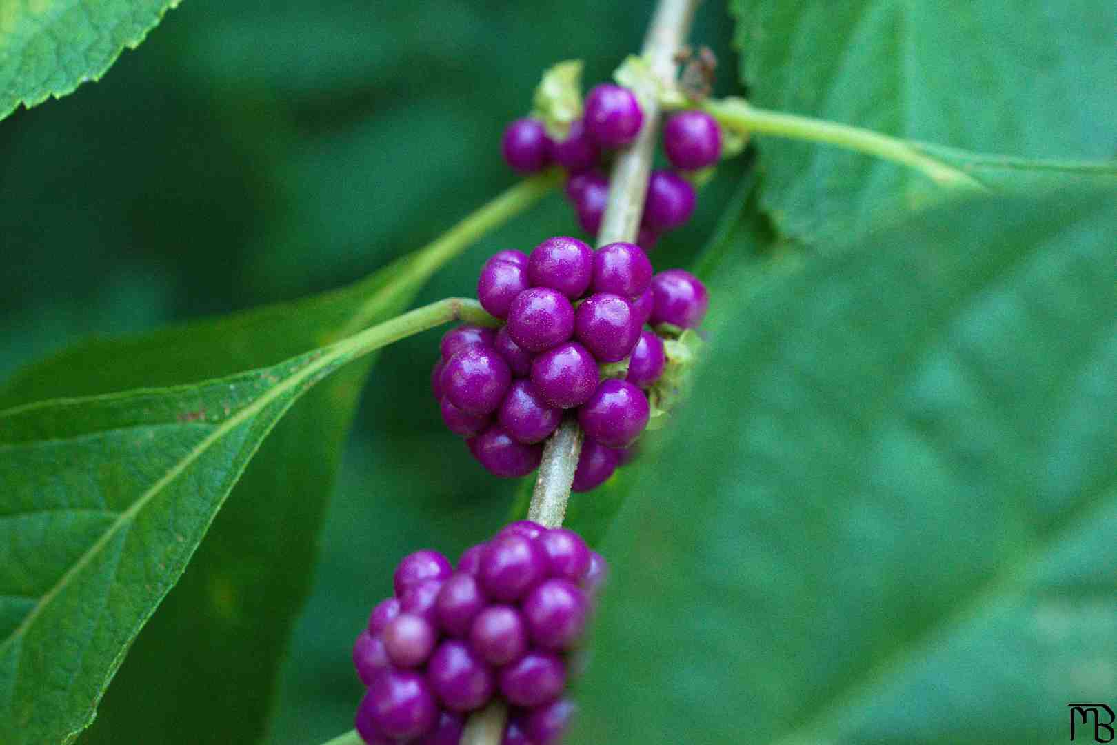 Purple seeds on plant