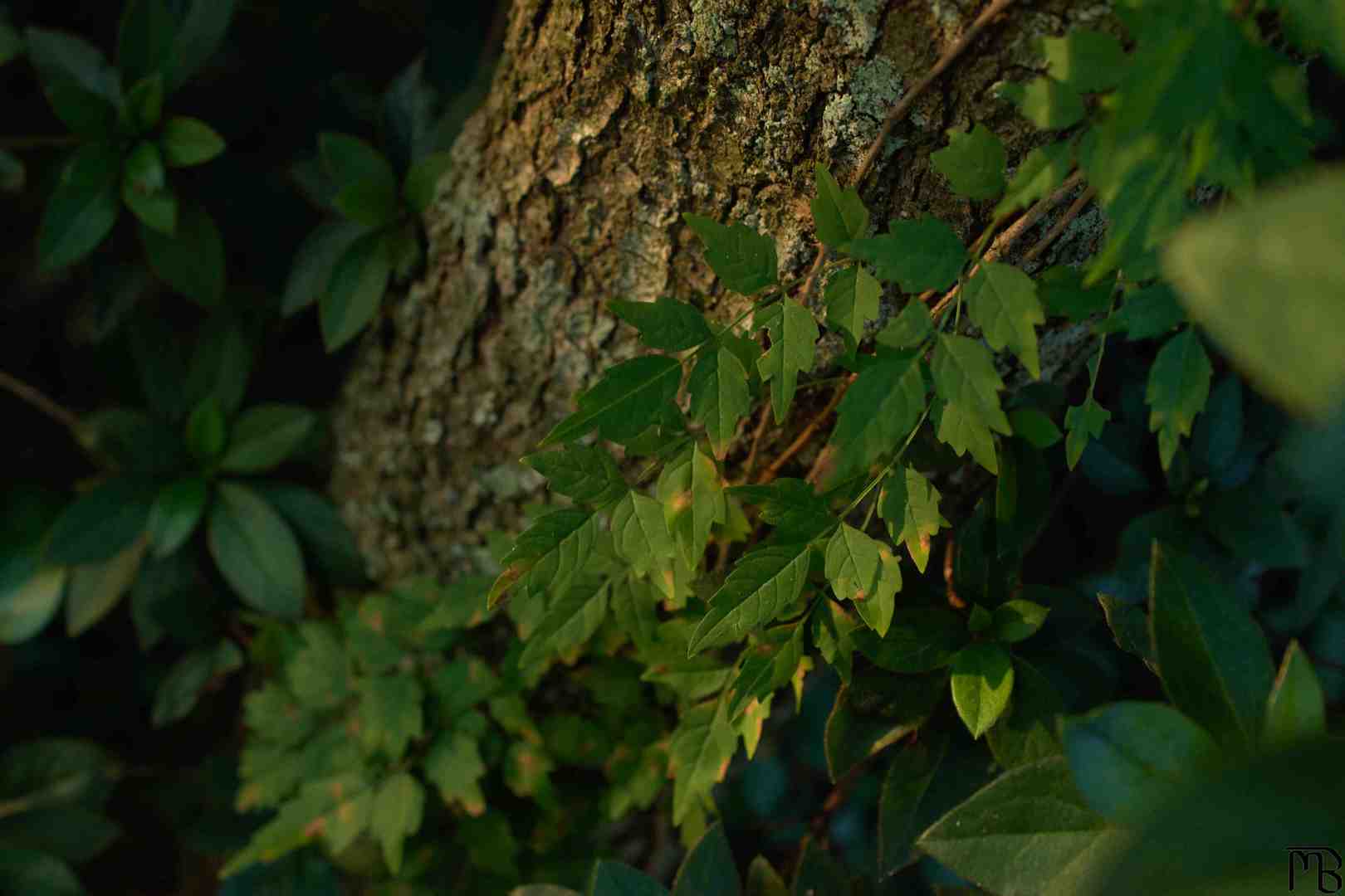 Green leaves near tree