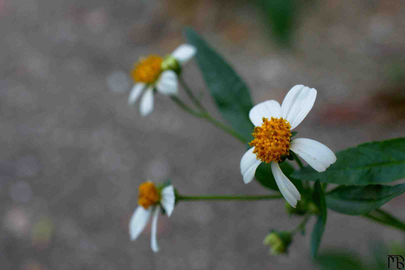 White flowers near concrete