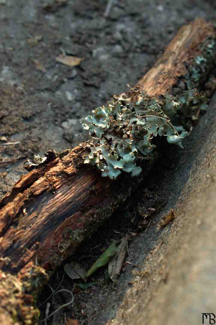 Broken branch in road