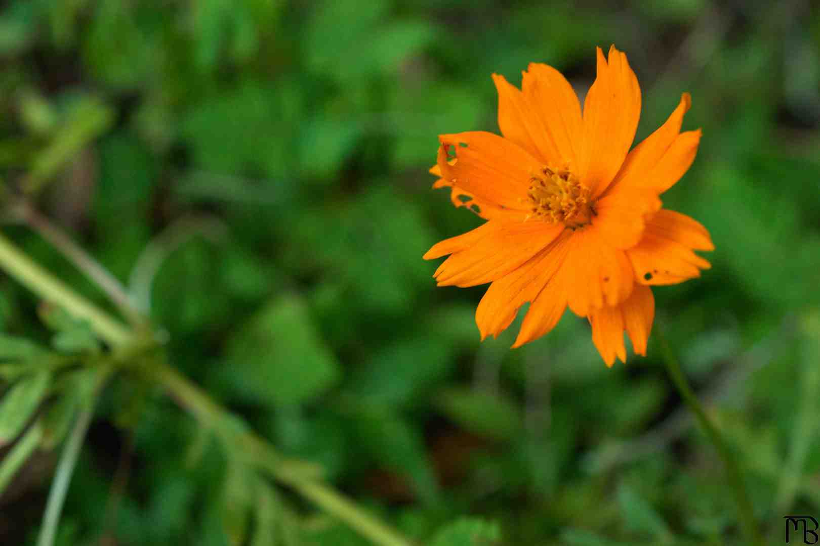 Orange flower in grass