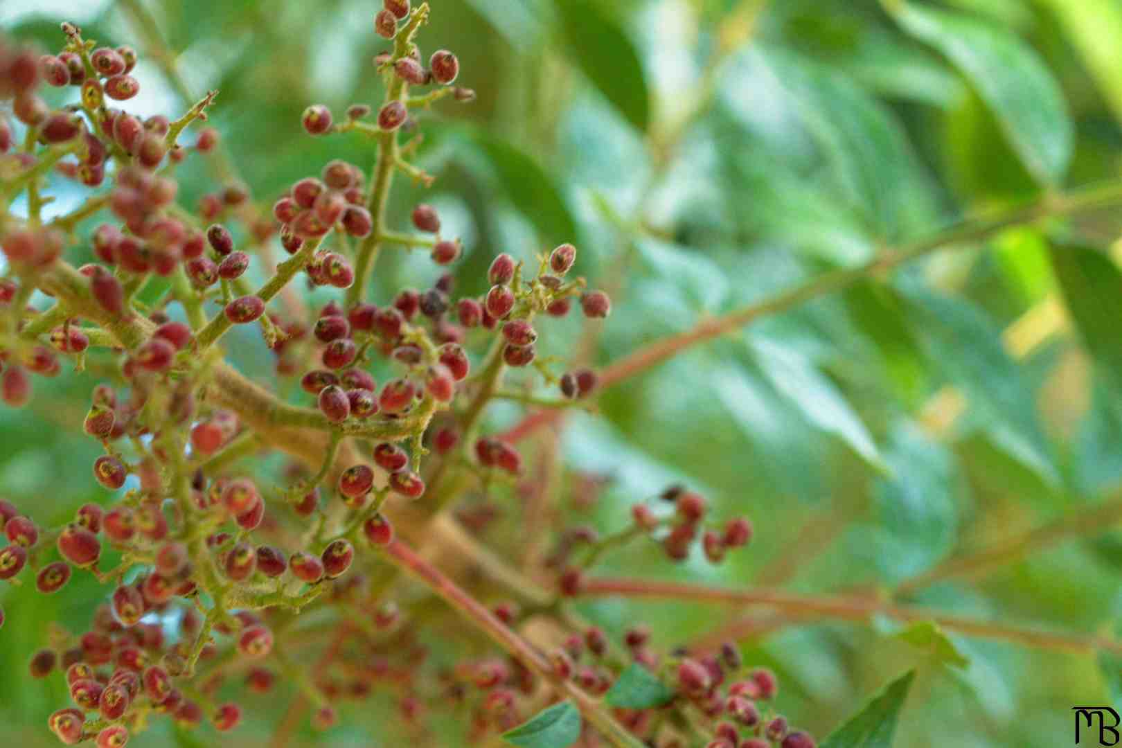 Red berries on branch