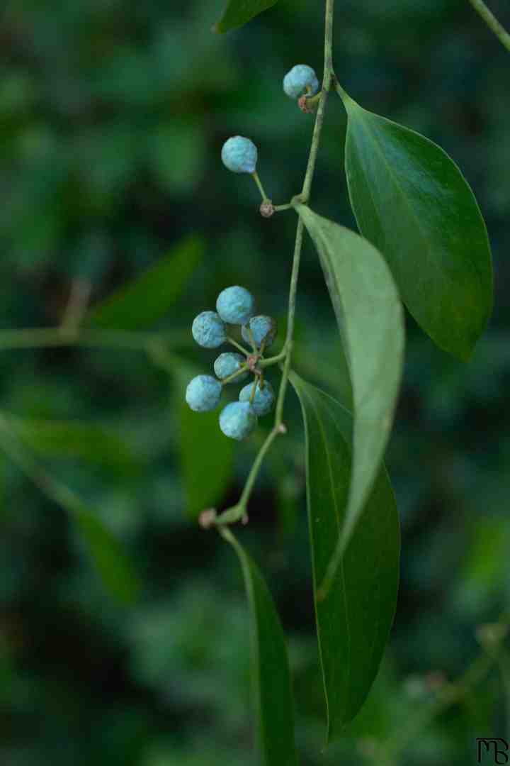 Blue berries on branch