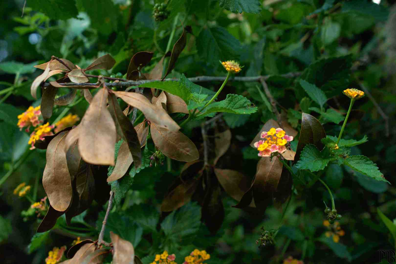 Green bush with pink and yellow flower