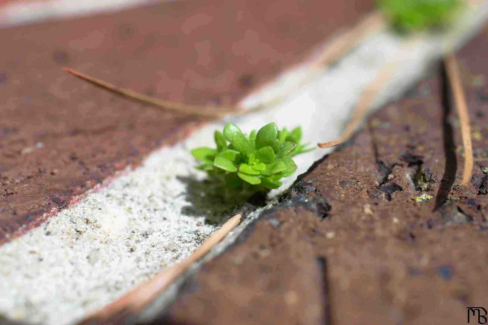 Green plant on bricks