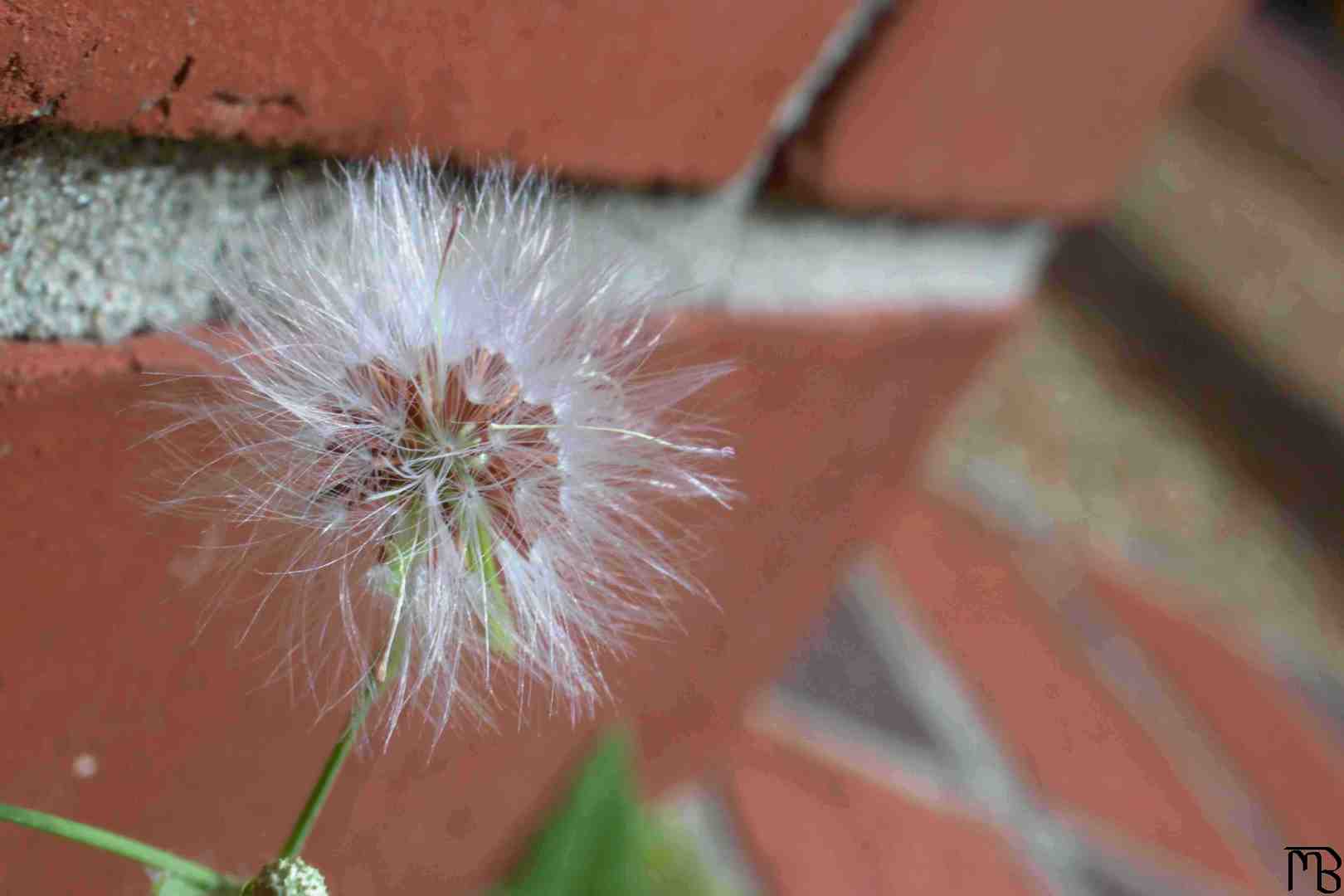 Dandelion near brick