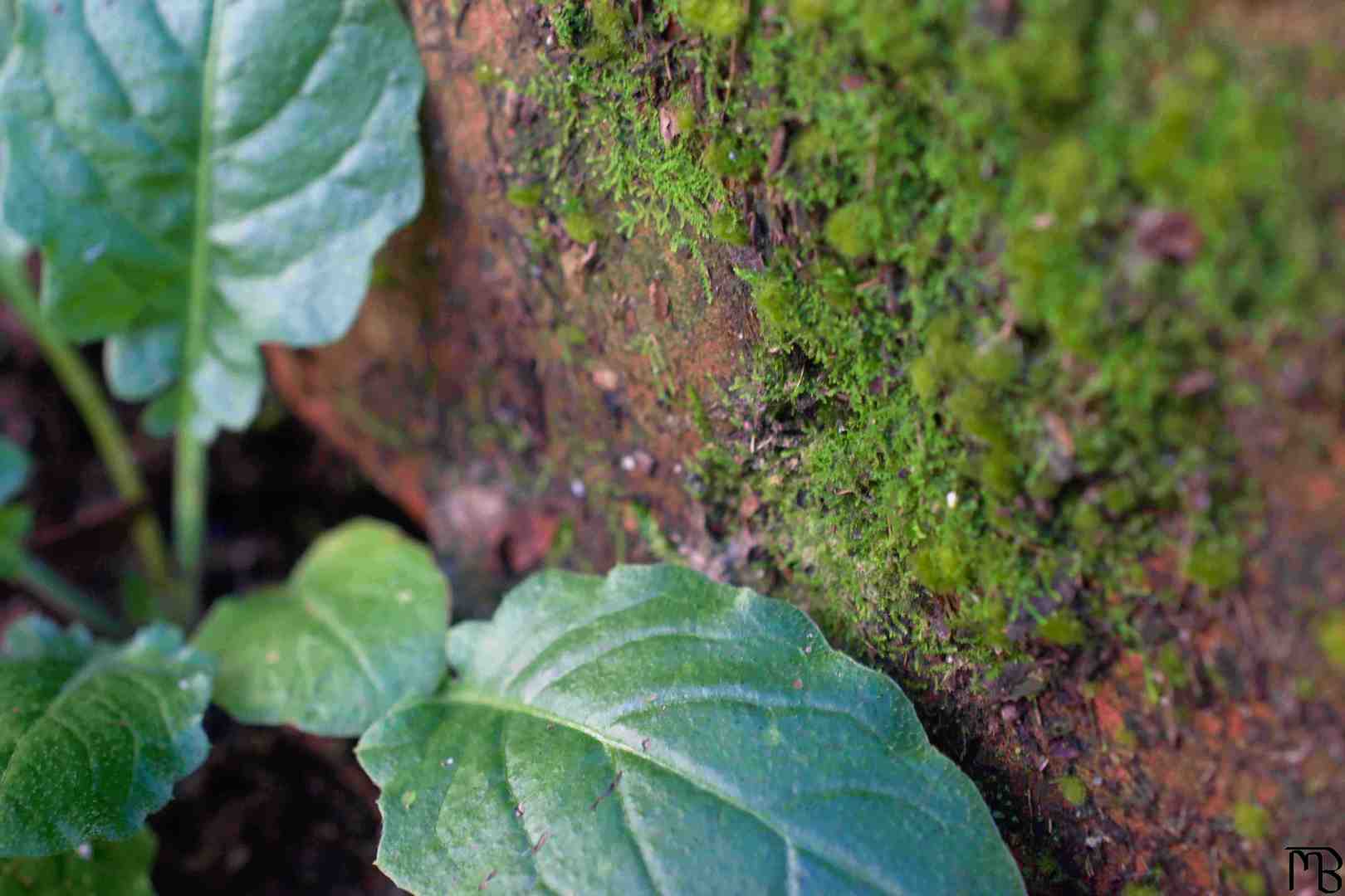 Moss on brick