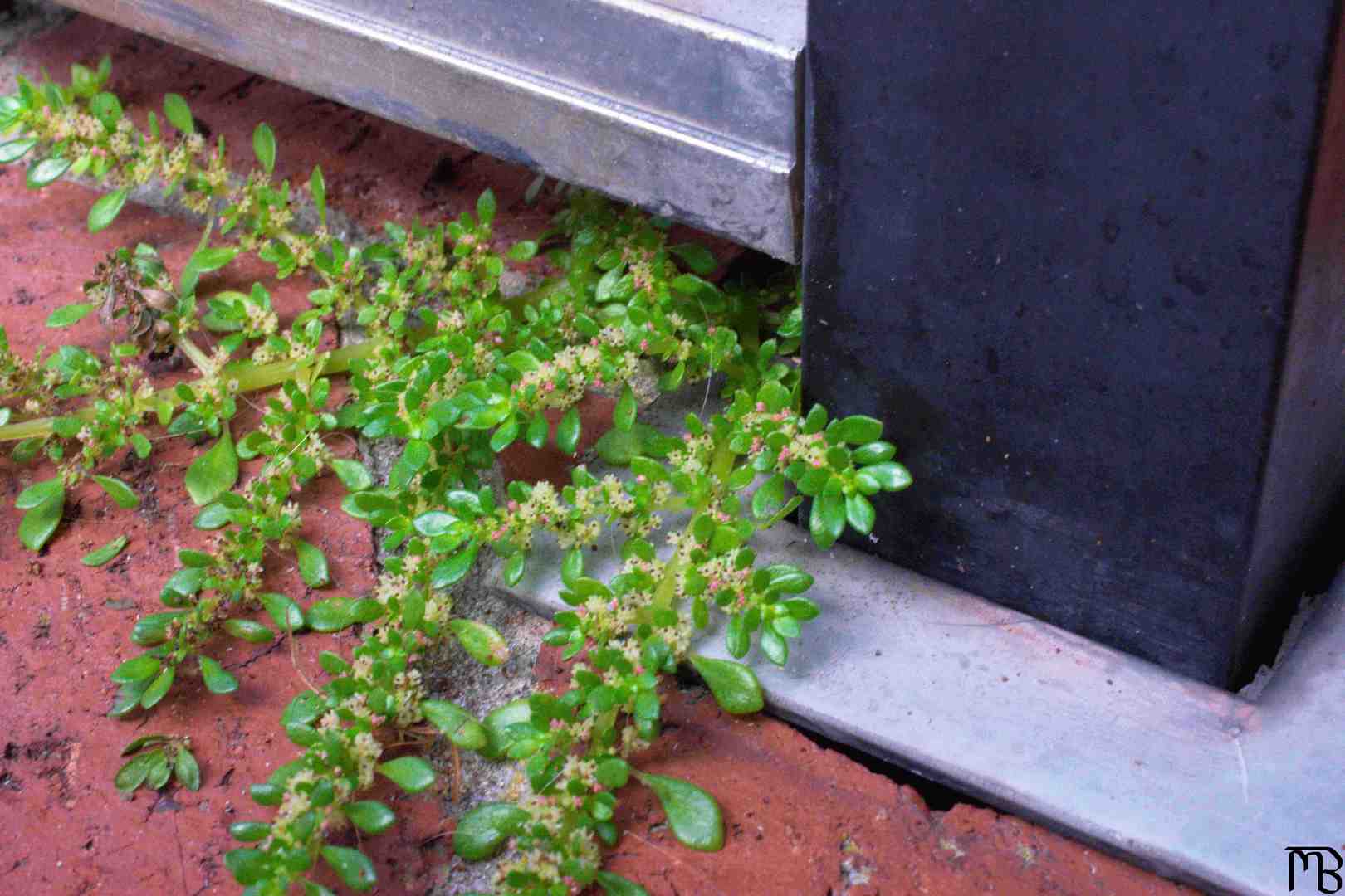 Small leaves and flowers near grateing