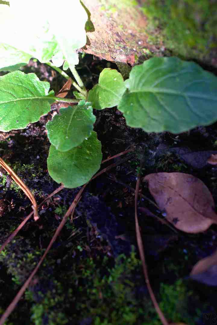 Light hitting plants in shadow