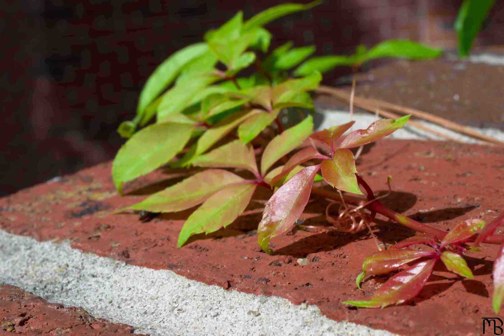 Green and red vine on brick