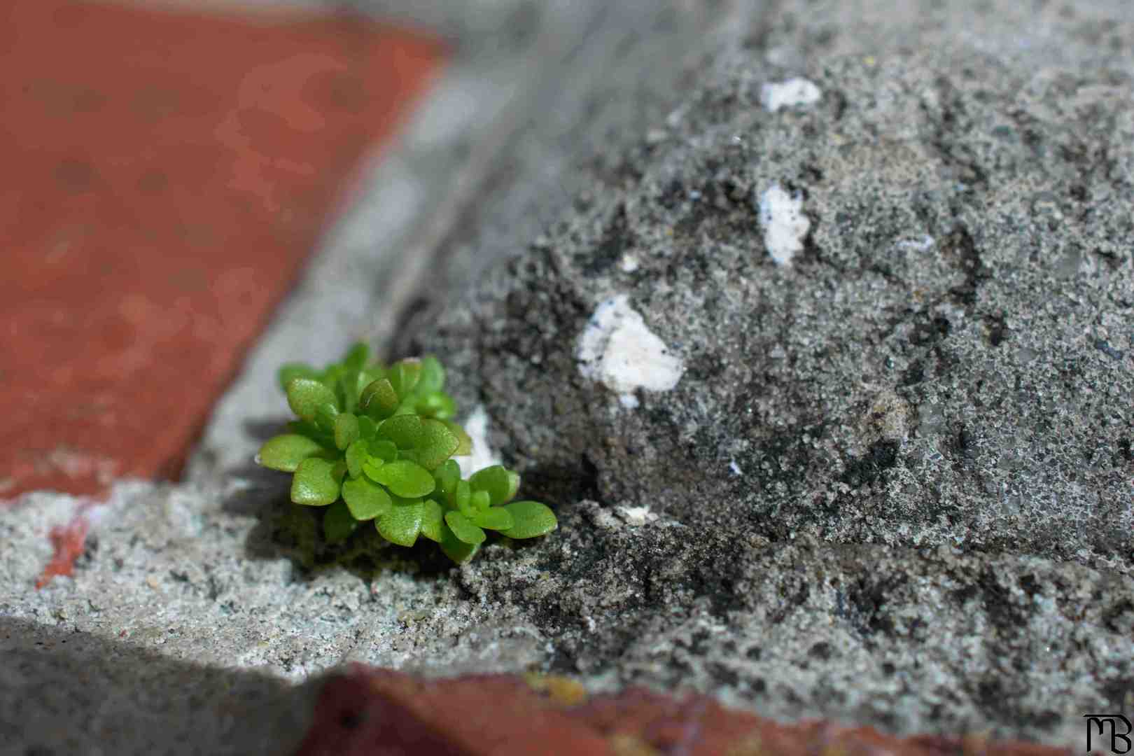 Green plant on brick