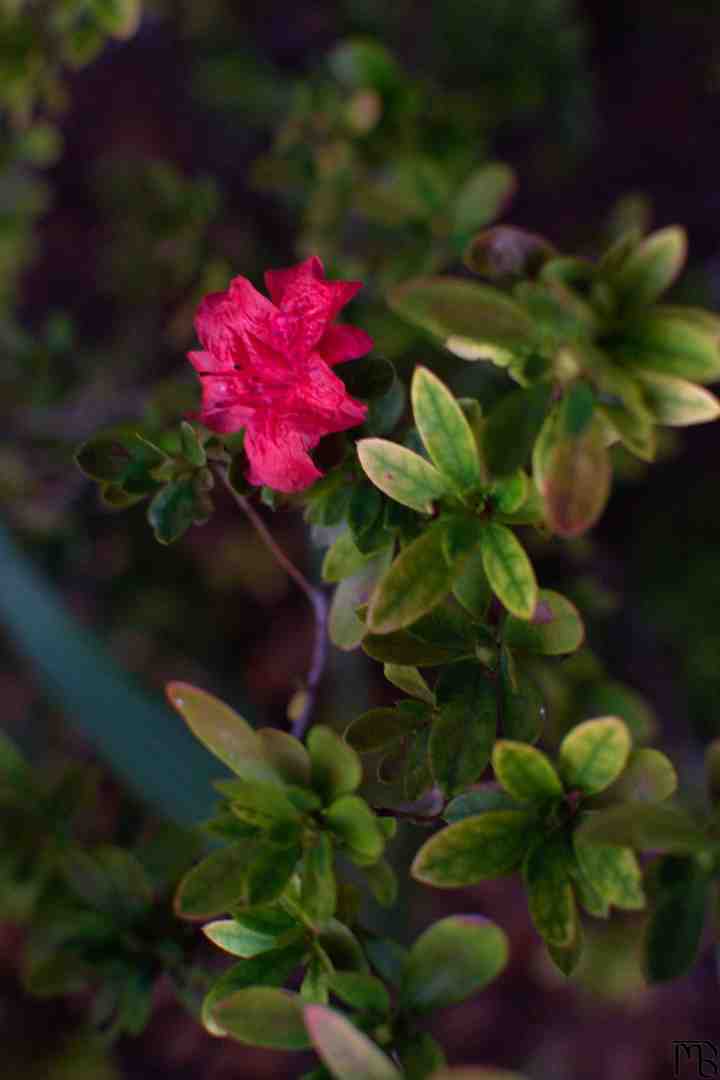 Red flower in bush