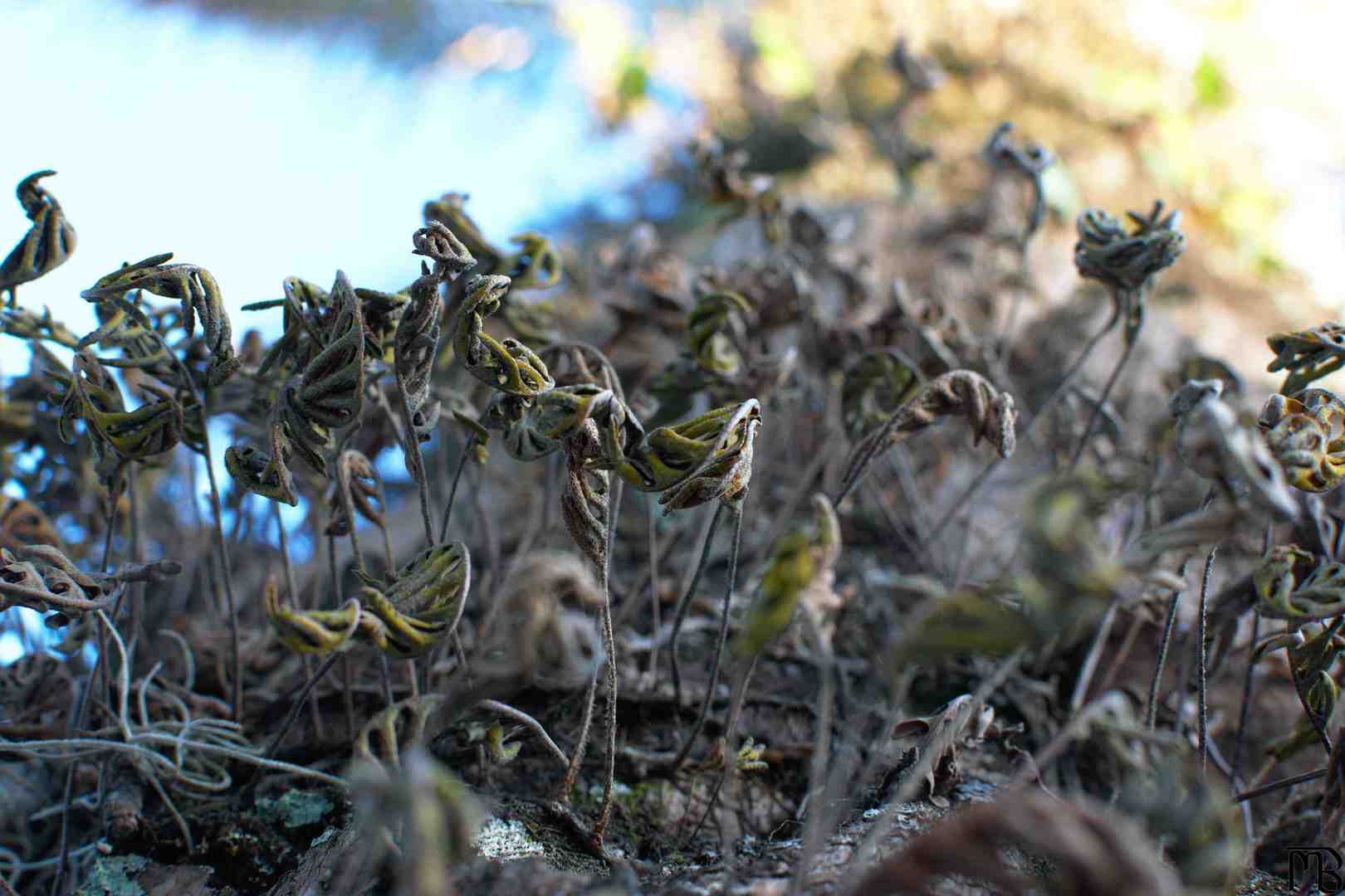 Dead leaves on tree