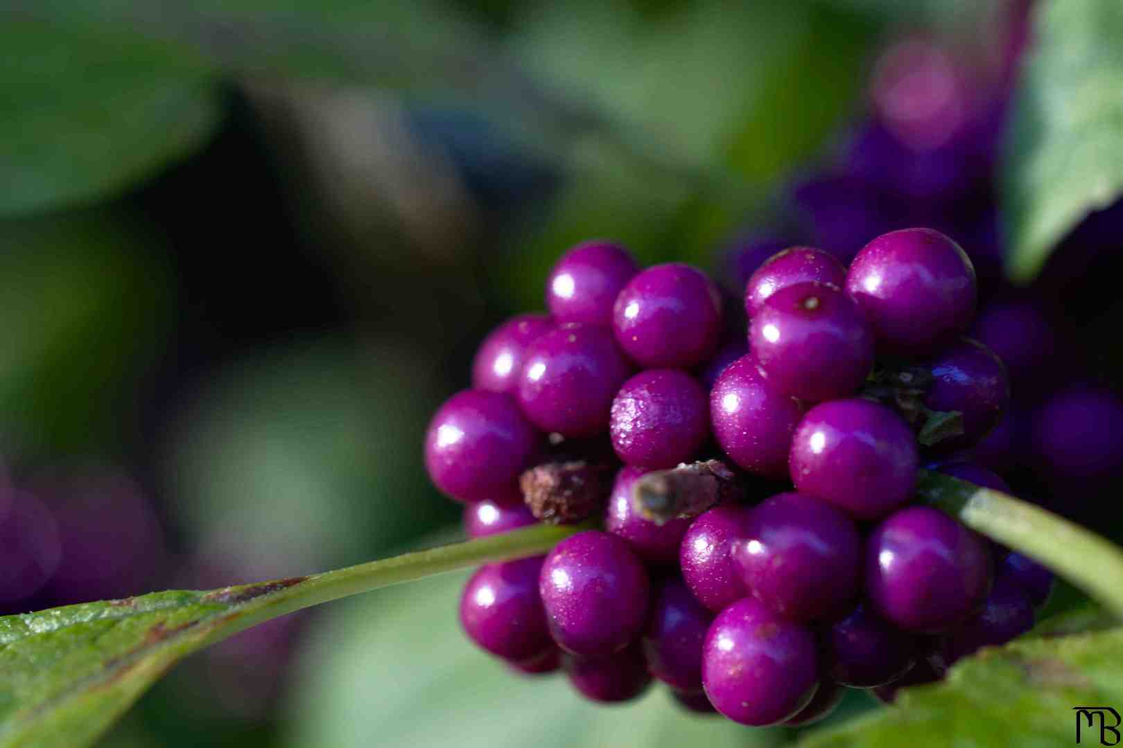 Purple berries