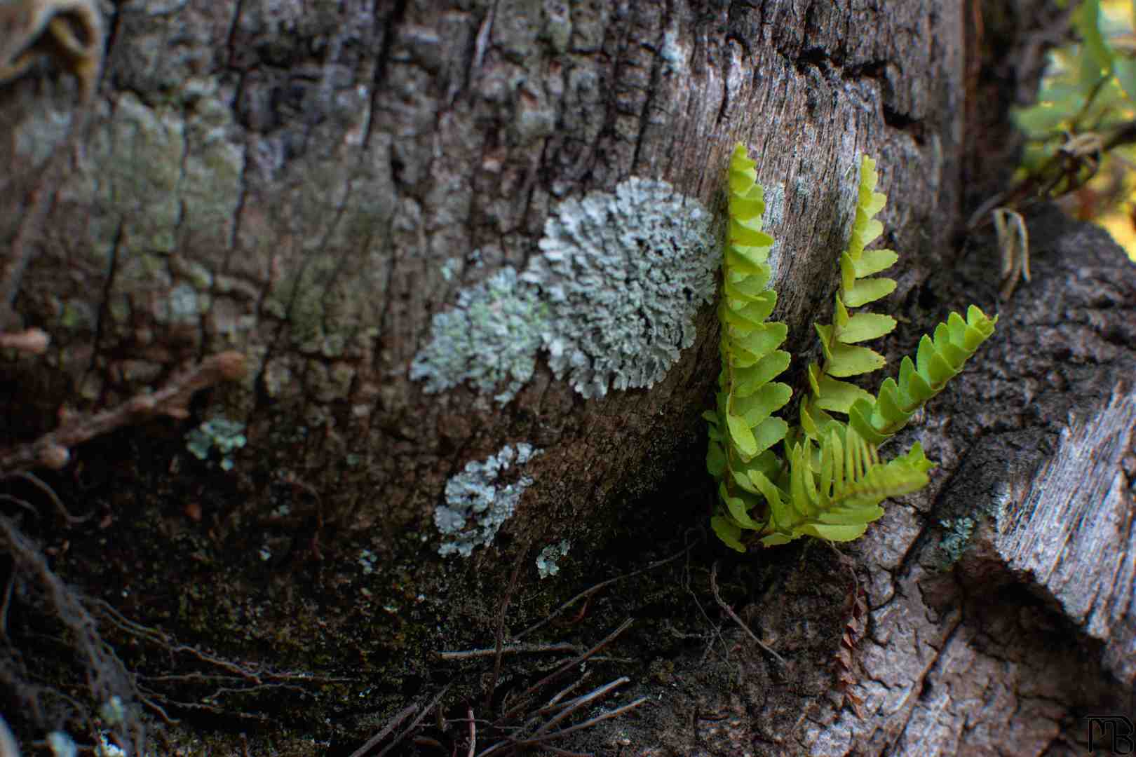 Green plant on tree