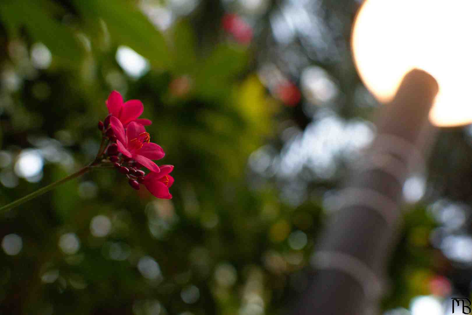 Red flower in light