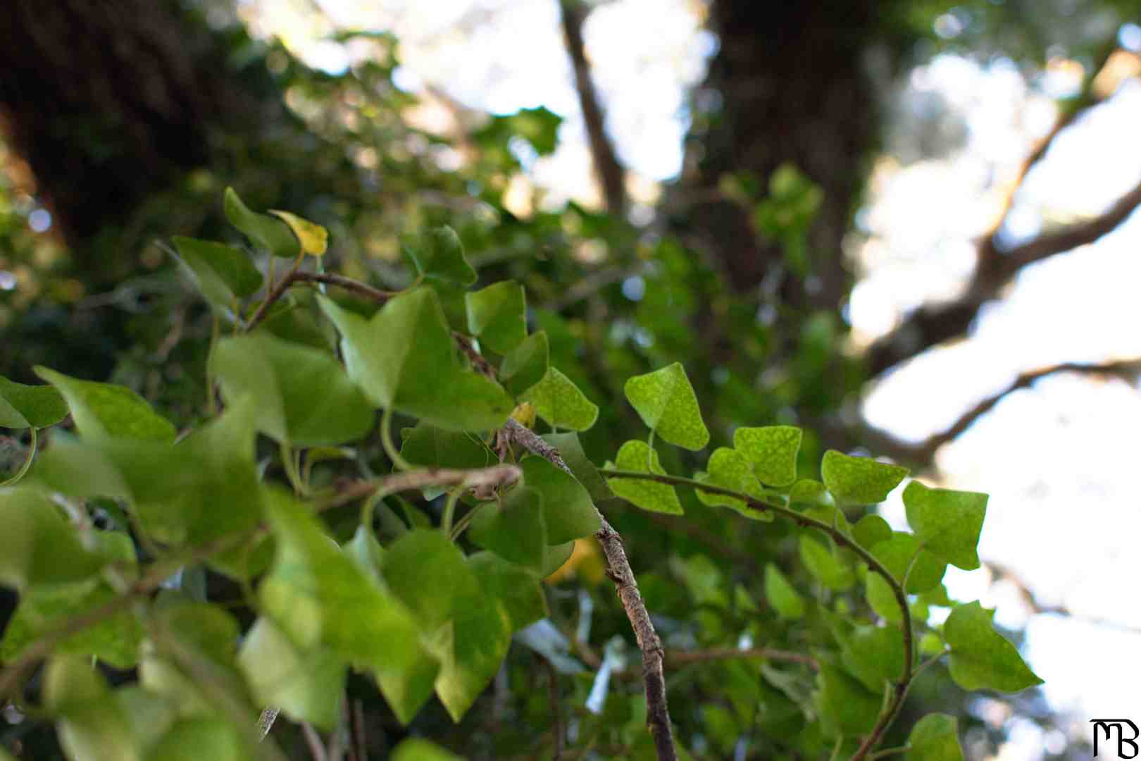 Vines on tree