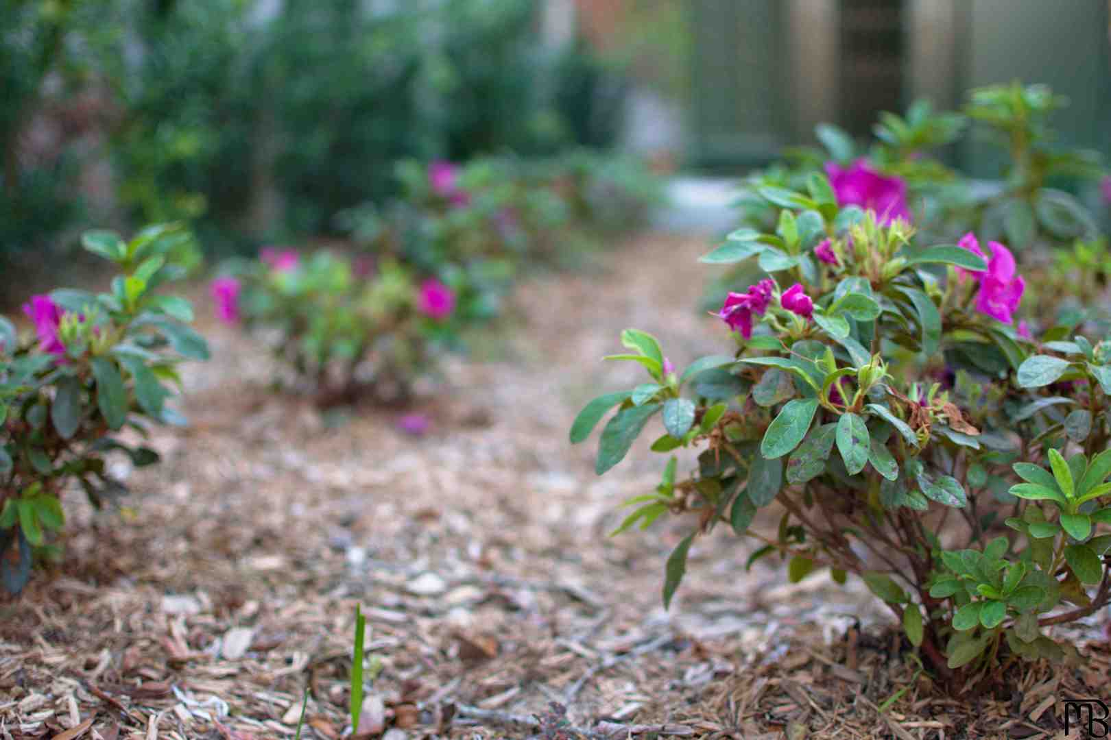 Series of pink flowers