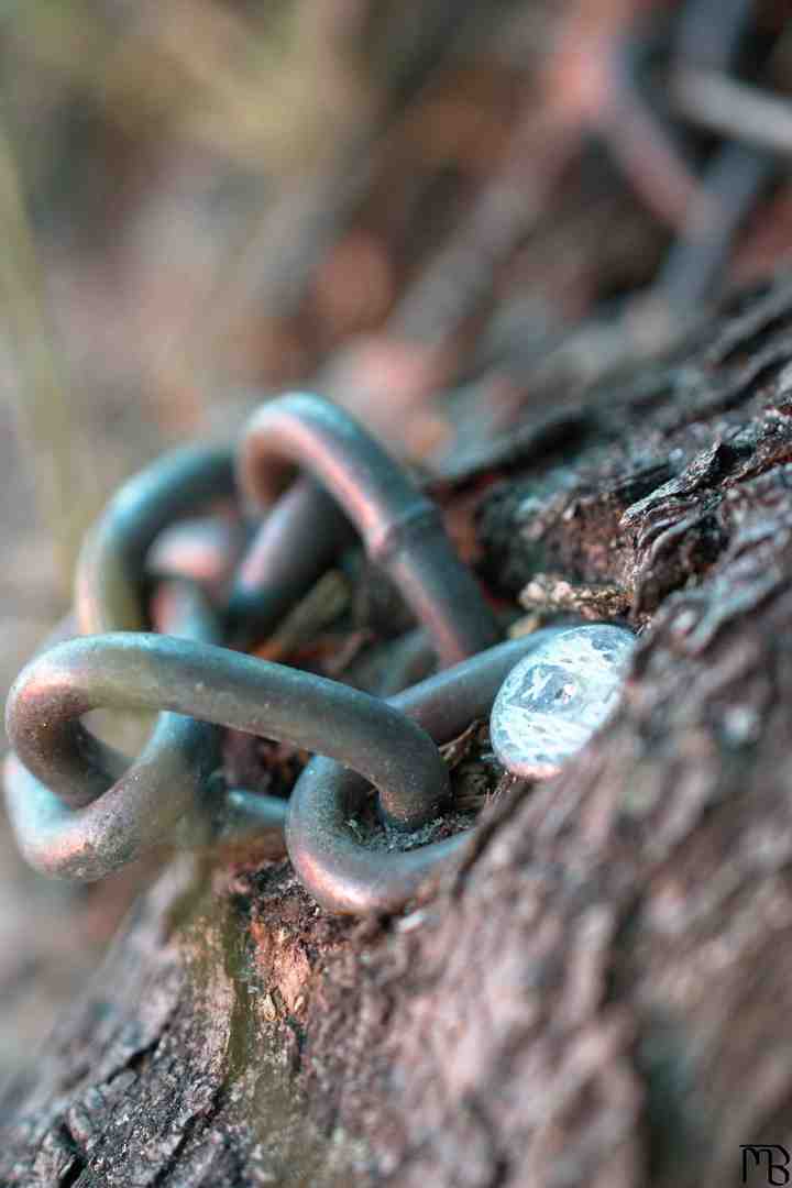 Chain attached to tree