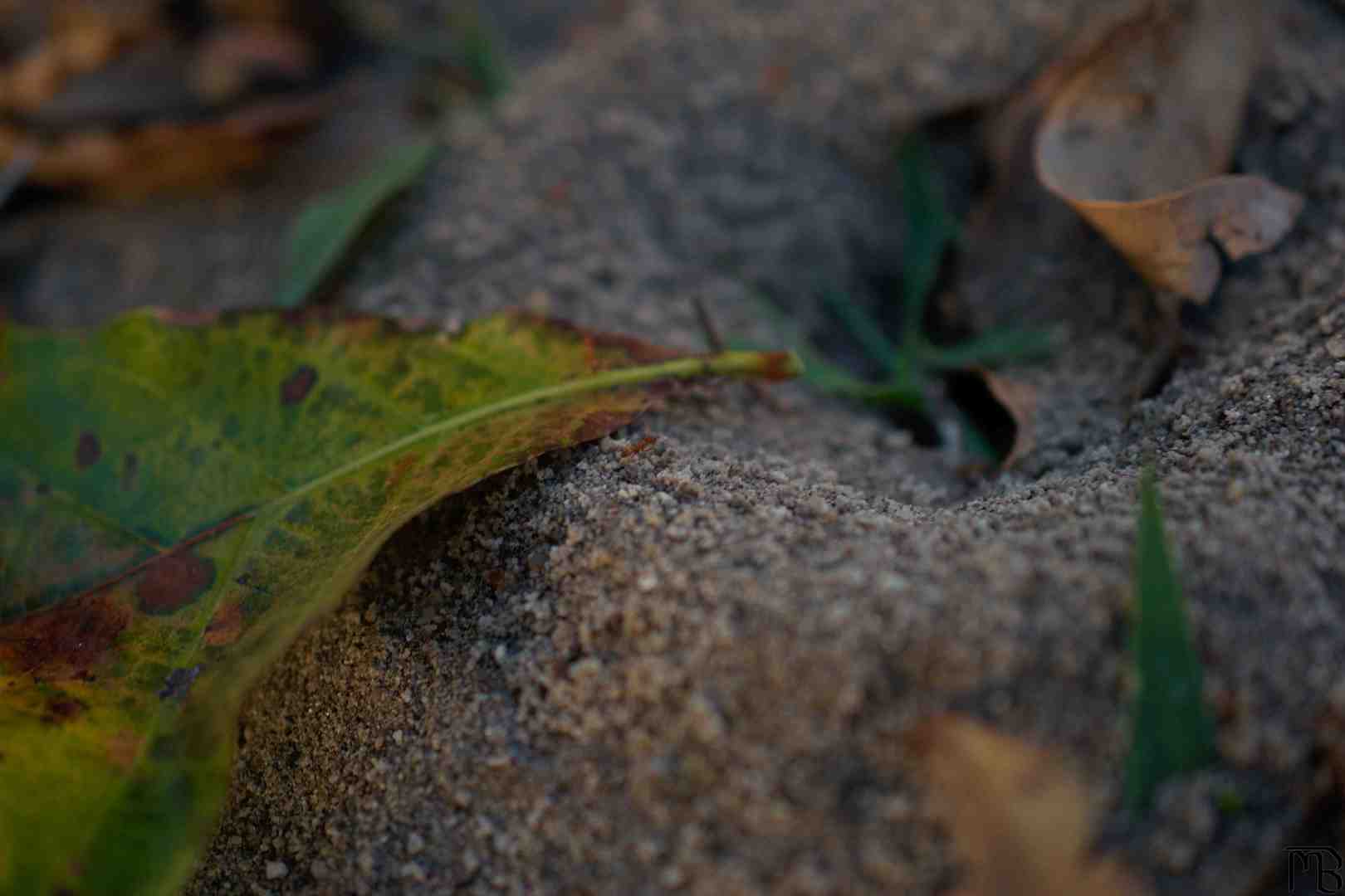 Ant mound and leaf