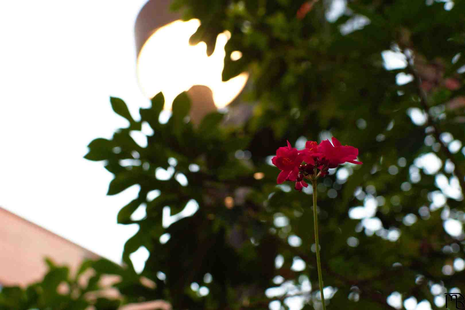 Red flowers with tree