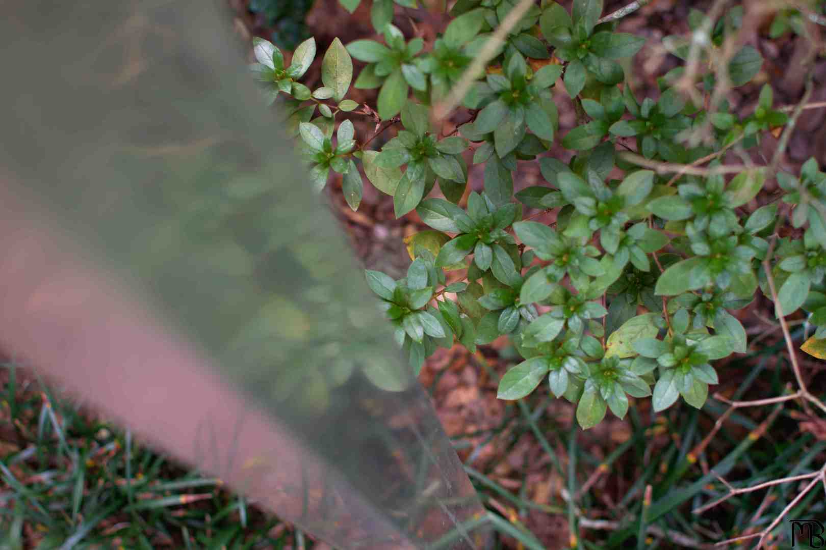 Green bush reflecting on pole