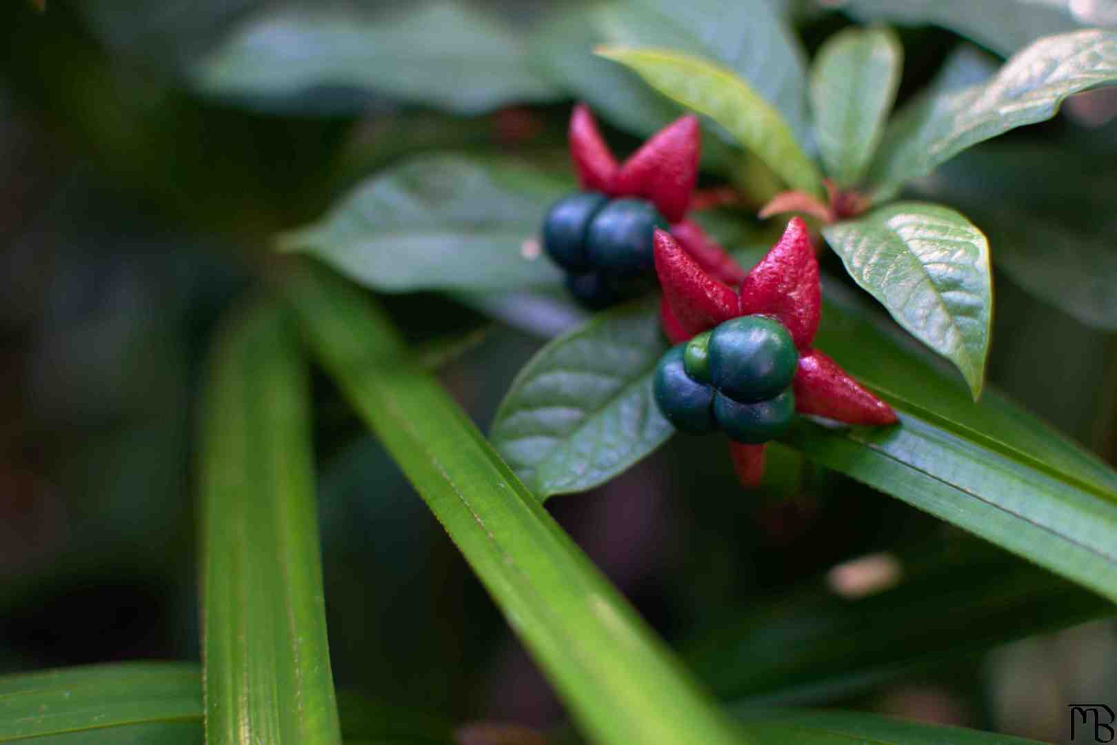 Blue buds on red flower