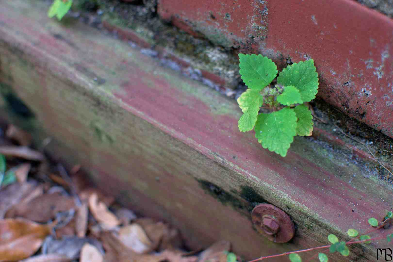 Plant growing out of bricks